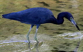 Aigrette bleue