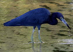 Aigrette bleue