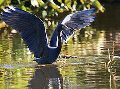 Little Blue Heron