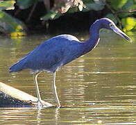 Little Blue Heron