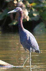 Aigrette bleue