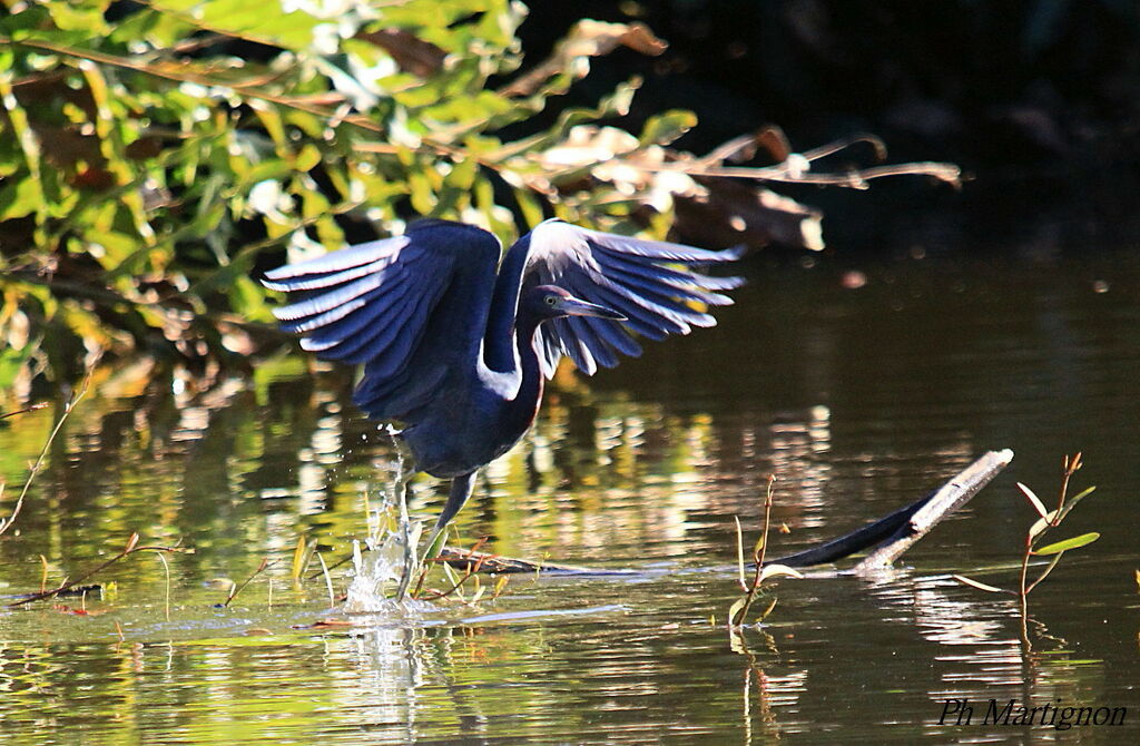 Little Blue Heron, identification, Behaviour