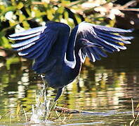 Little Blue Heron