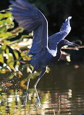 Aigrette bleue