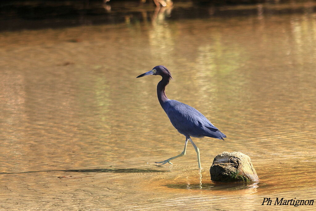 Little Blue Heron