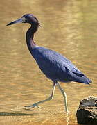 Little Blue Heron