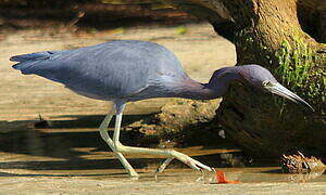 Little Blue Heron