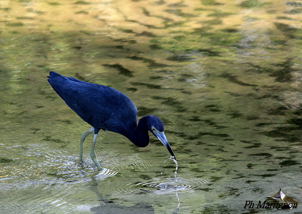 Aigrette bleue, identification, pêche/chasse