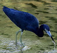 Little Blue Heron