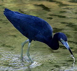 Aigrette bleue