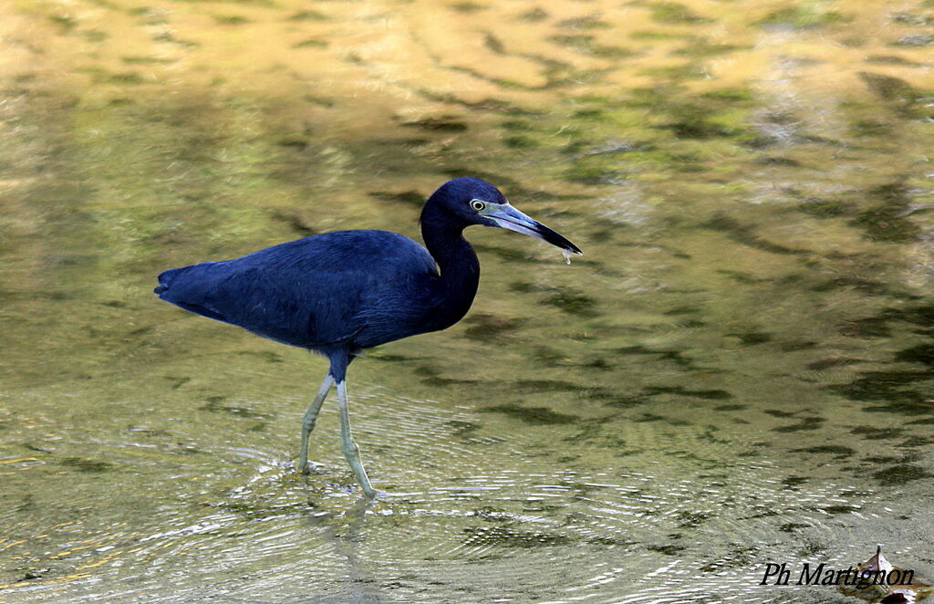 Aigrette bleue, identification