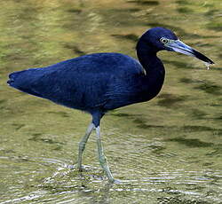 Aigrette bleue