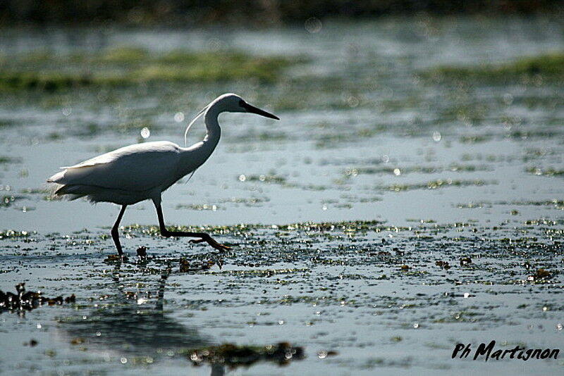 Little Egret, identification, Behaviour