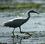 Aigrette garzette