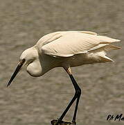 Aigrette garzette