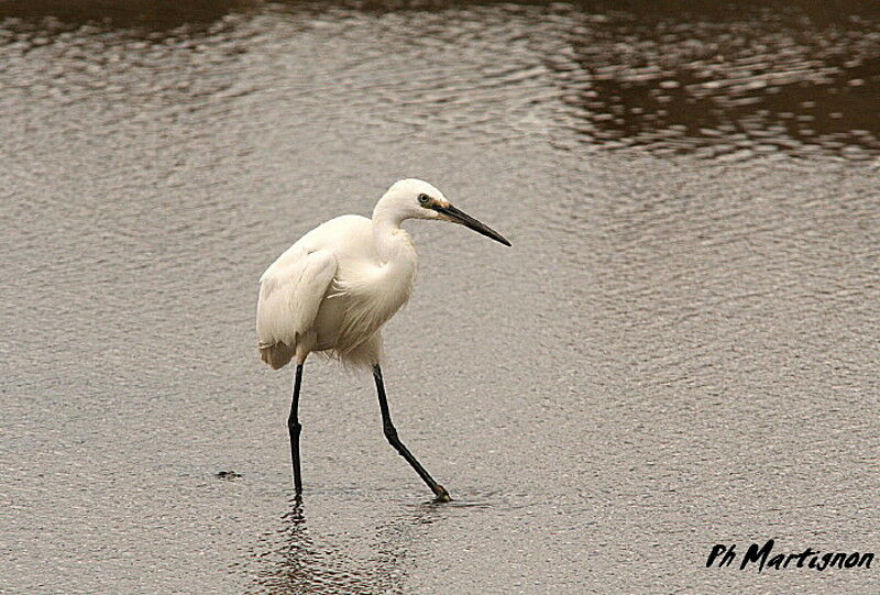 Little Egret, identification