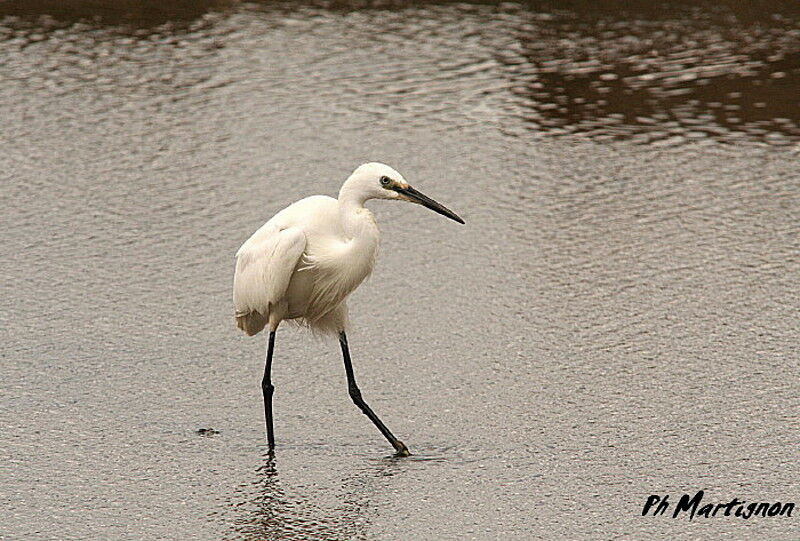 Little Egret, identification