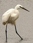 Aigrette garzette