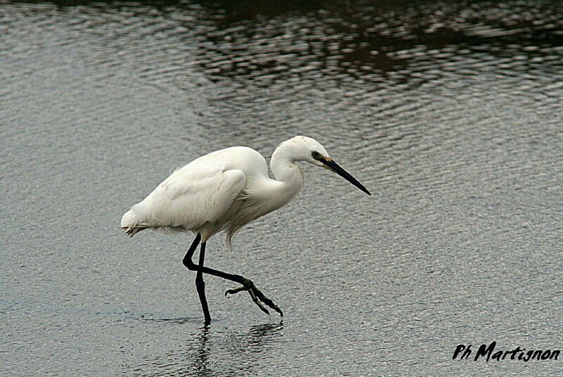 Aigrette garzette, identification, Comportement