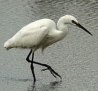 Little Egret