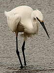 Aigrette garzette