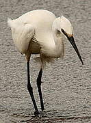 Little Egret