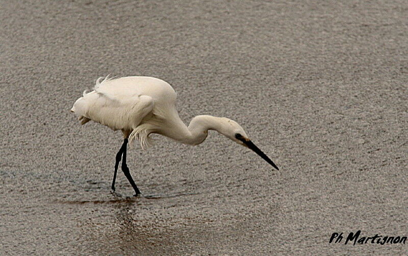 Little Egret, identification, Behaviour