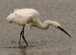 Aigrette garzette