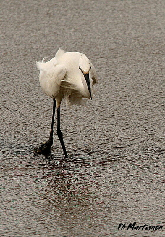 Aigrette garzette, identification, Comportement