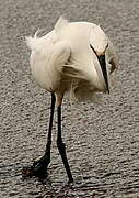 Aigrette garzette