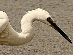 Aigrette garzette