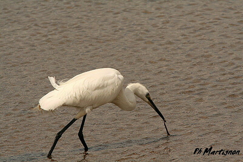 Little Egret, identification, feeding habits