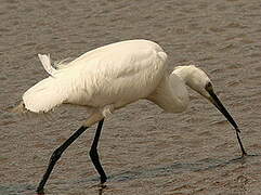 Aigrette garzette