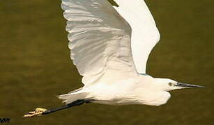 Little Egret