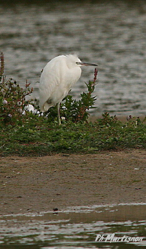 Aigrette garzettejuvénile, identification