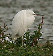 Little Egret