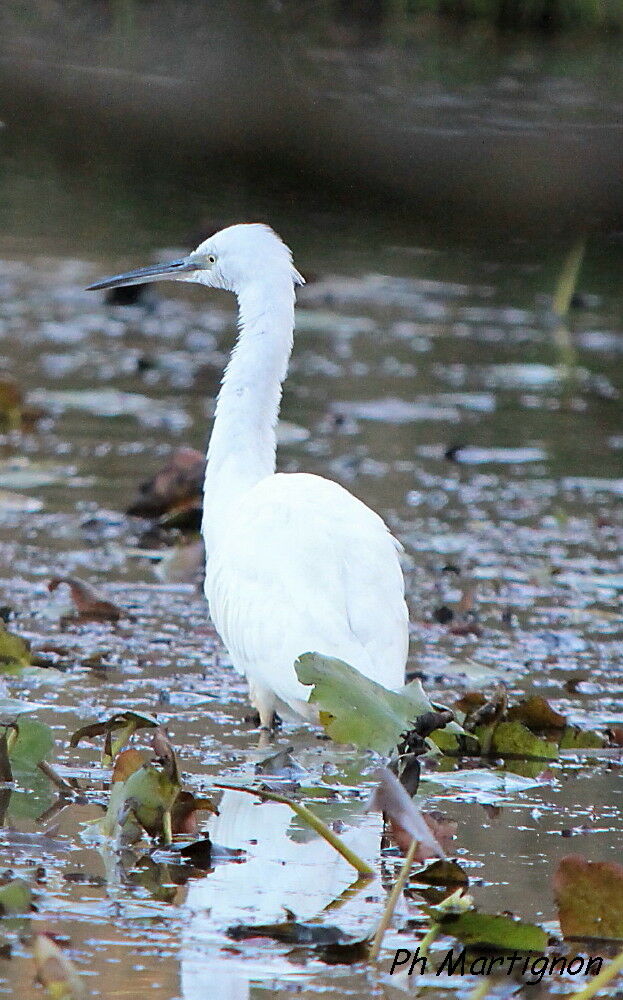 Little Egret, identification