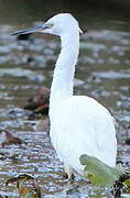 Aigrette garzette