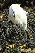 Aigrette garzette