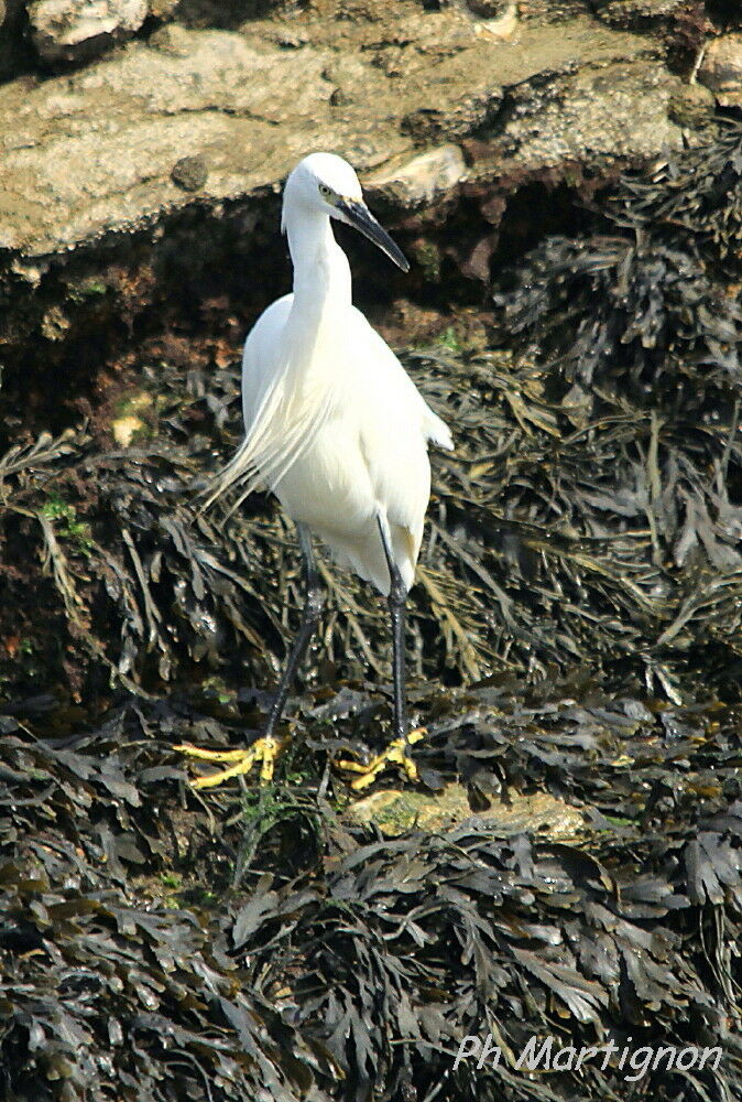 Aigrette garzette, identification