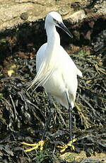 Aigrette garzette