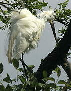 Little Egret