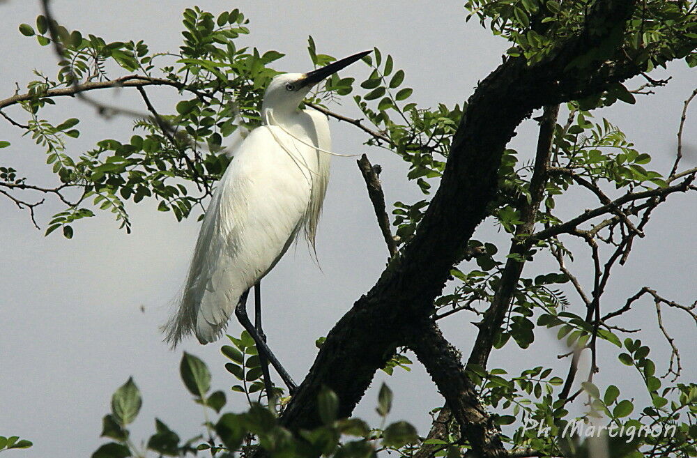 Aigrette garzette