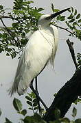 Aigrette garzette