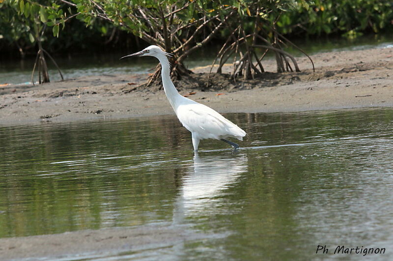 Aigrette garzette