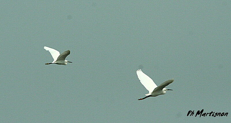 Little Egret, Flight