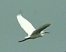 Aigrette garzette