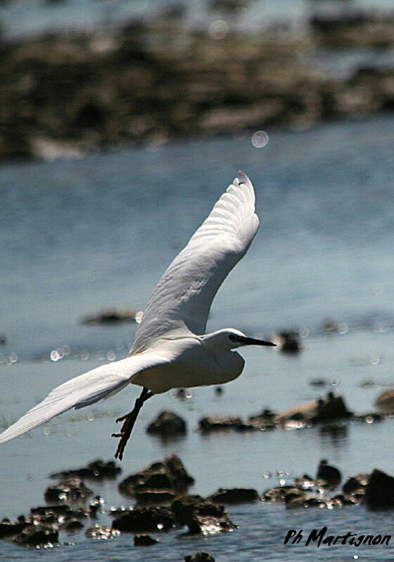 Little Egret, Flight