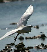 Little Egret