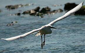 Aigrette garzette